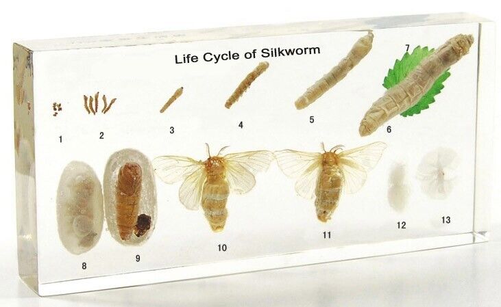 Life Cycle of Silkworm Specimen Paperweight Taxidermy Collection Resin