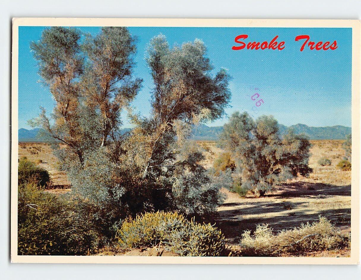 Postcard Smoke Trees in A Desert Wash