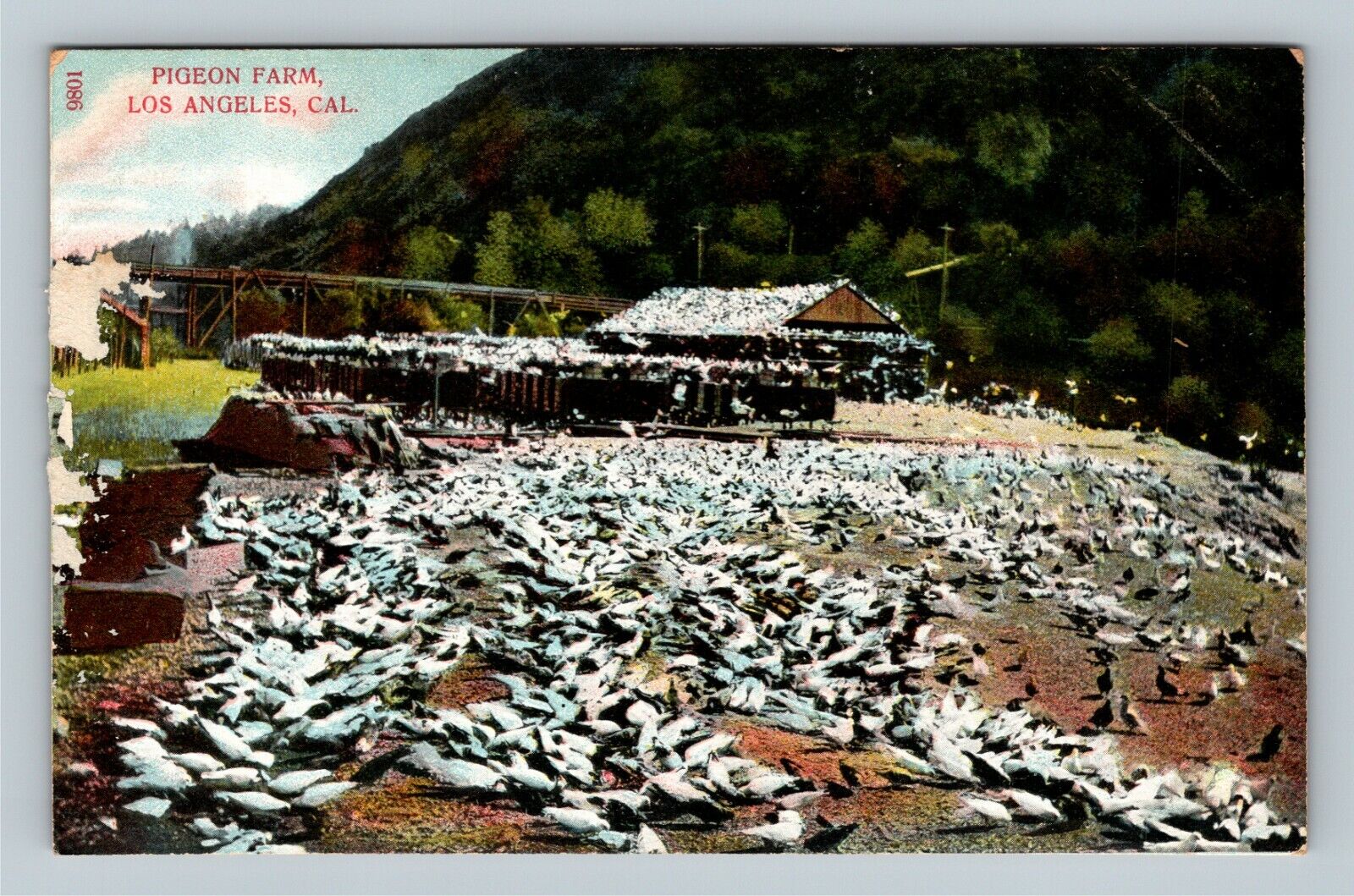 Los Angeles CA, Pigeon Farm, California Vintage Postcard