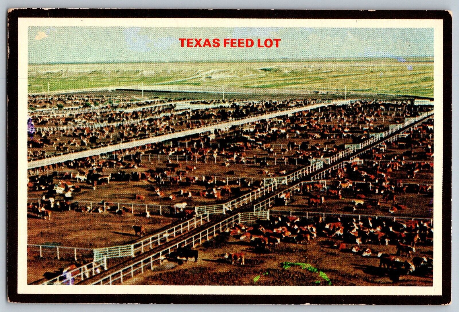 Texas TX - Cattle Feed Lot - Amarillo Headquarters - Vintage Postcard 4x6