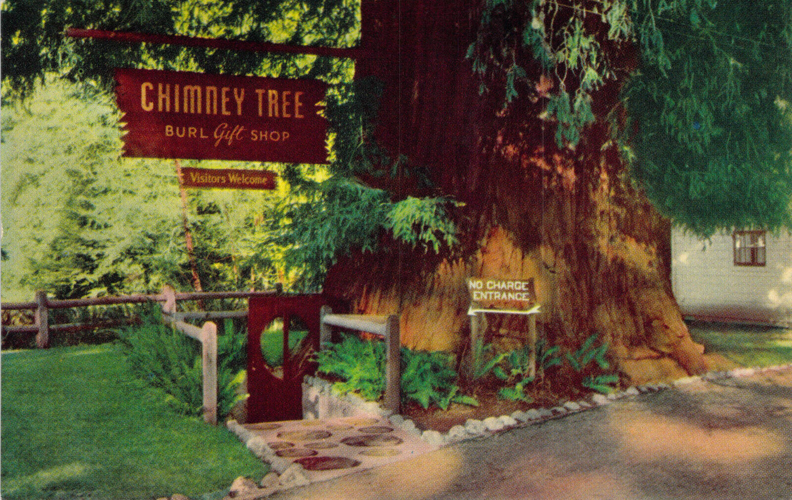 Chimney Tree Burl Gift Shop Redwood Hwy California Vtg Chrome Unposted Postcard 