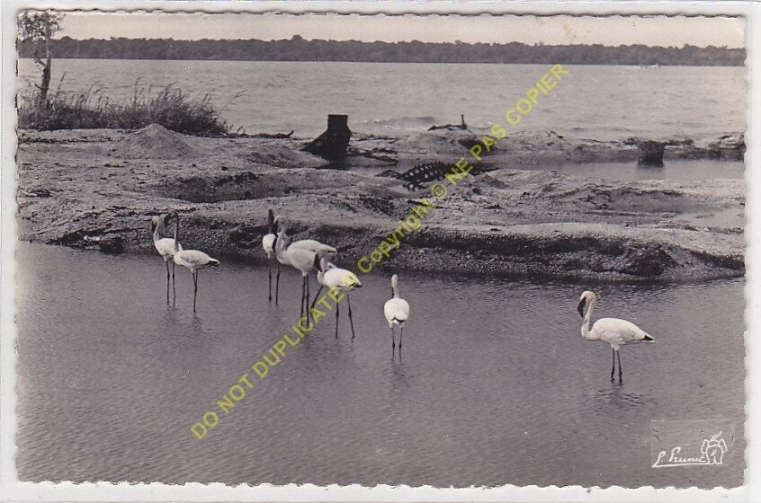 RPPC cpsm Africa Guinea Pink Flamingos to The Creek Tokoto Edit ca1954