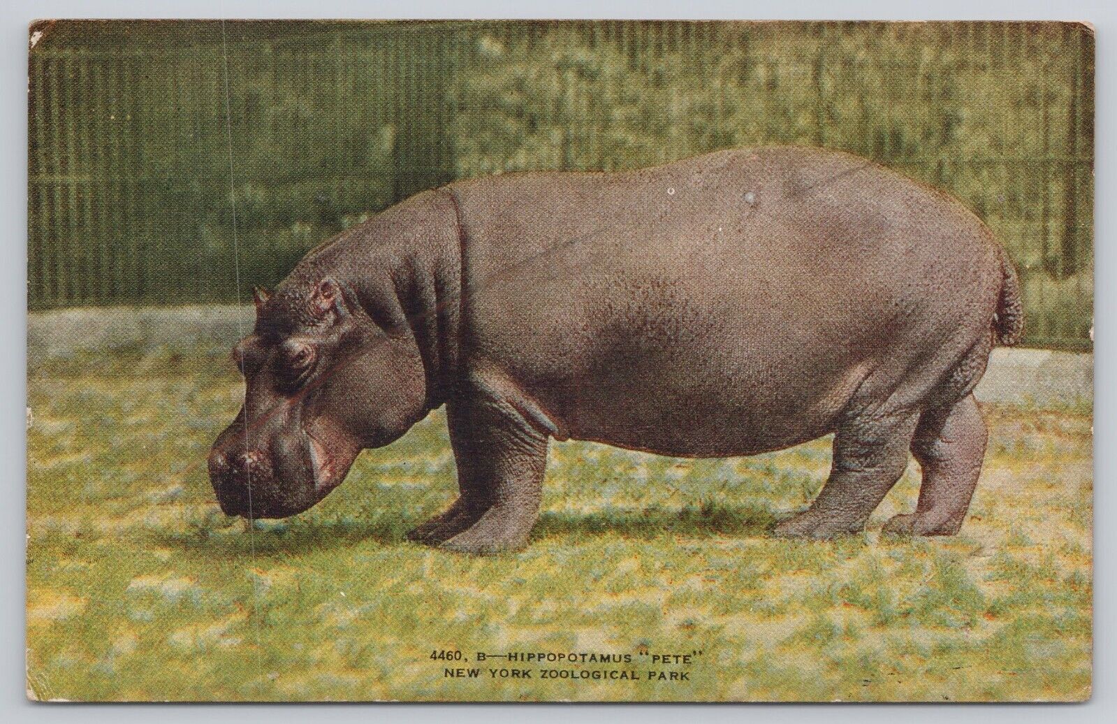 Vtg Post Card Hippopotamus 