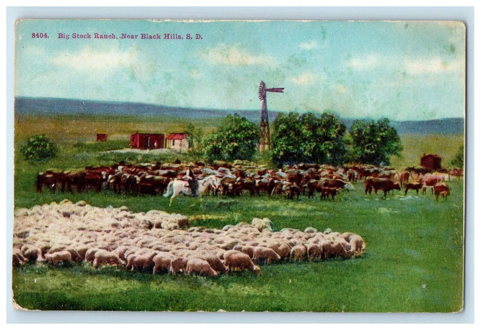 c1910's Big Stock Ranch Sheep Near Black Hills South Dakota SD Antique Postcard
