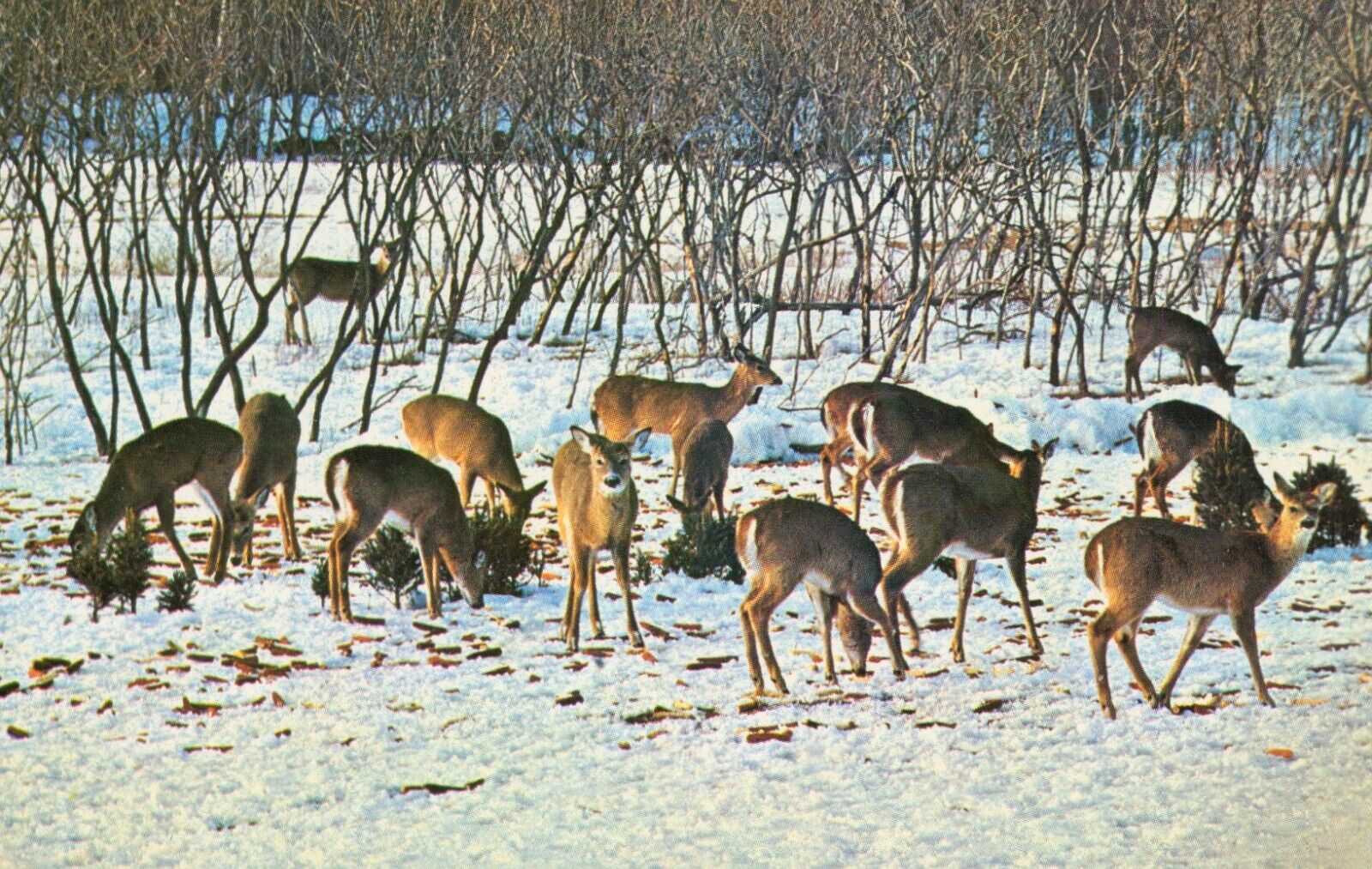 Herds of deer in the snowman Butler, PA Postcard