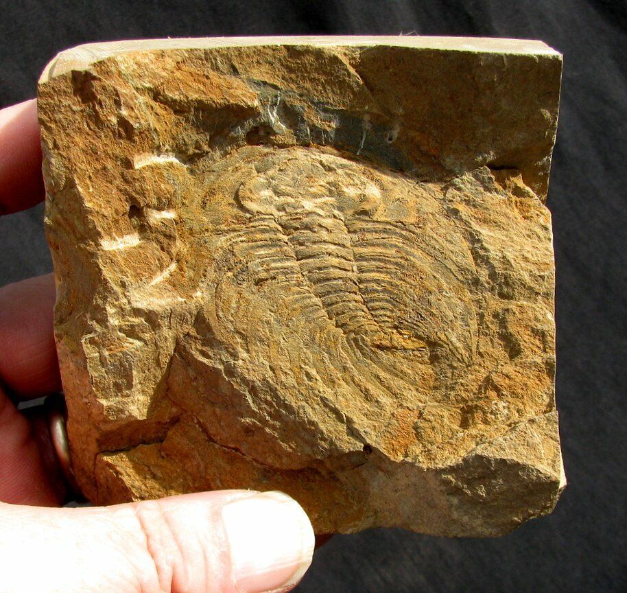 EXTINCTIONS- LARGE LOWER CAMBRIAN OLENELLUS TRILOBITE FROM THE BRUBAKERS SITE