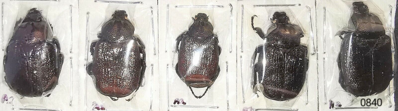 Scarabaeidae Trichinae Osmoderma scabra 15-22mm A2 CANADA - Pack 5 pcs - #0840