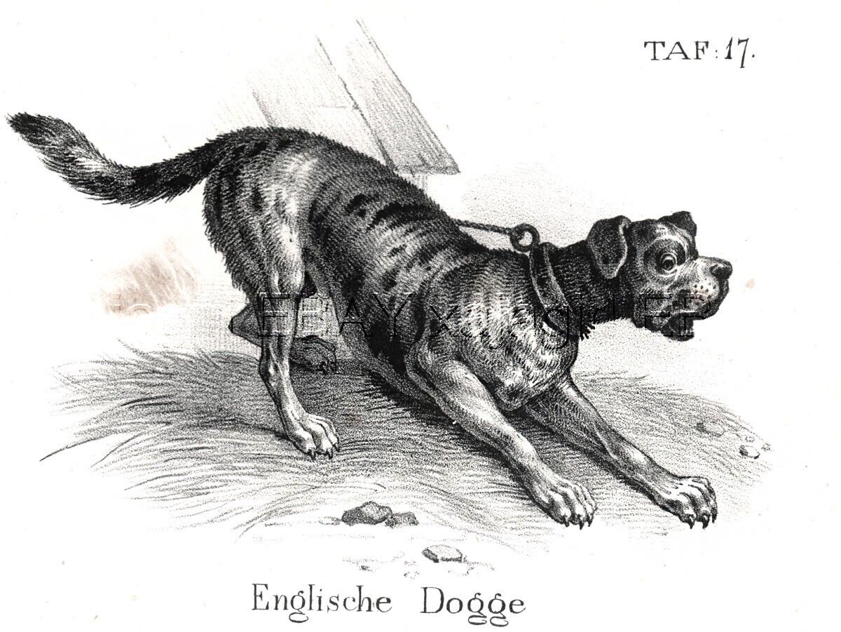 Dog Mastiff  As Breed Looked 170 Years Ago, Antique 1842 Engraving Print