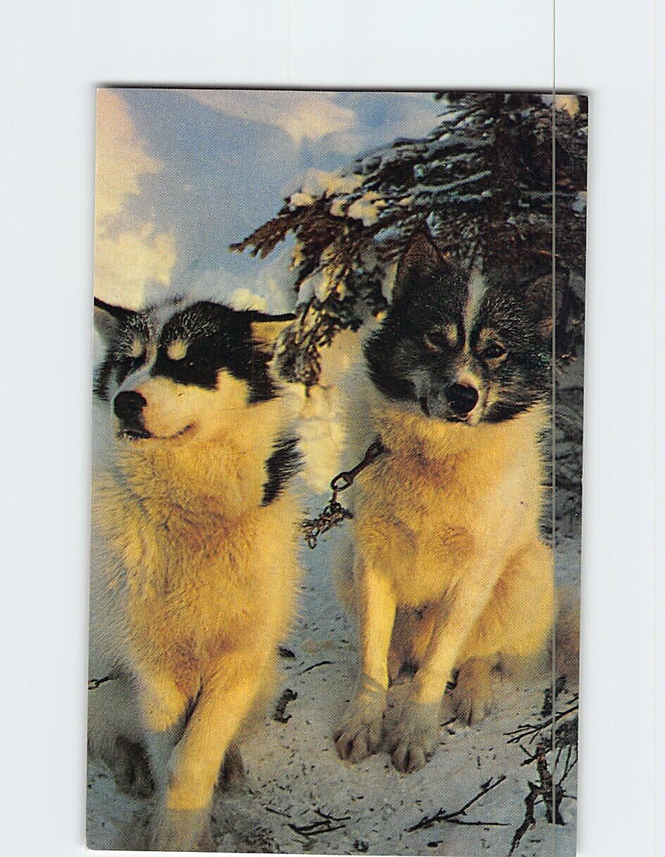 Postcard Alaskan Husky Sled Dogs Alaska USA