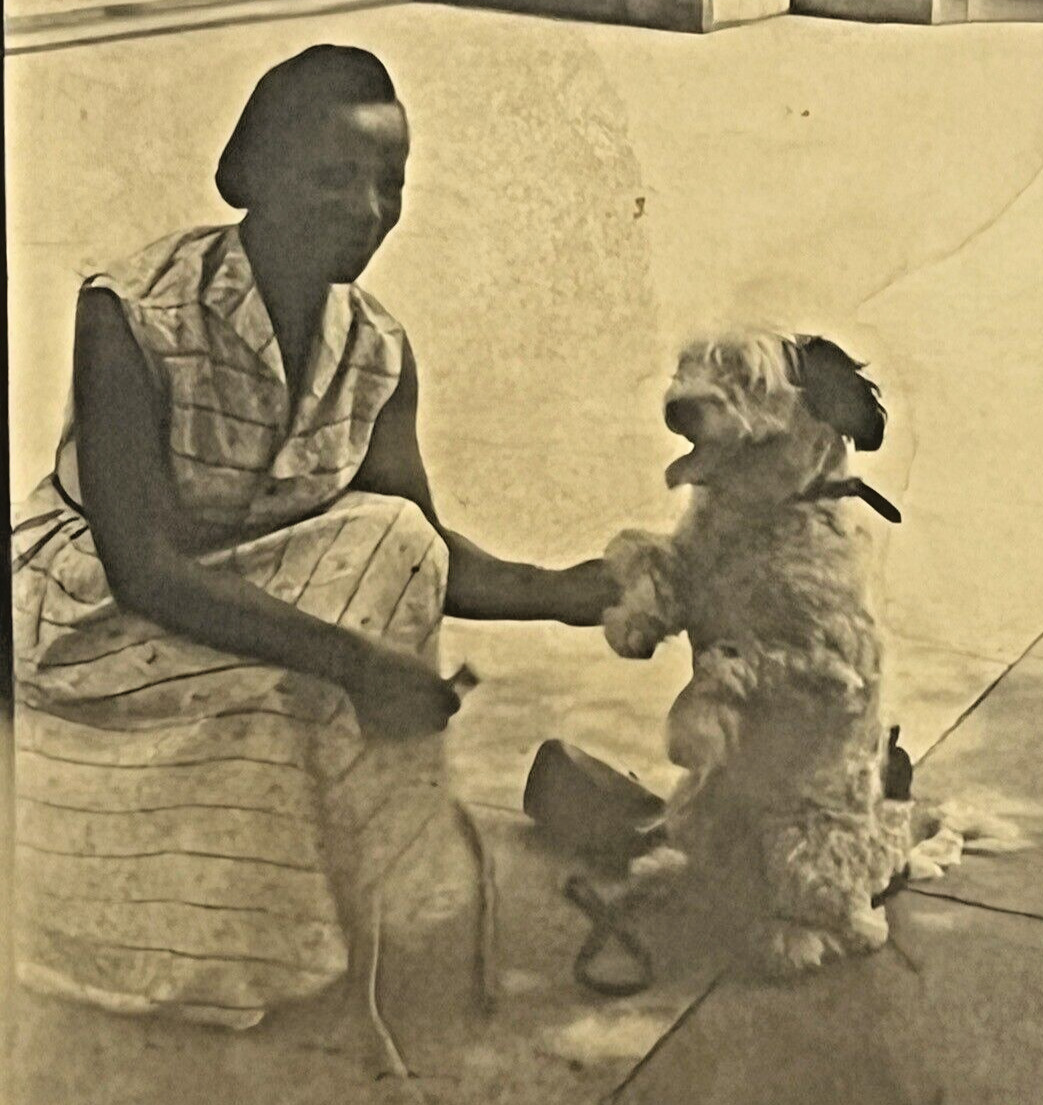 Vintage Photo African American Woman Shaking Hands with Standing Dog 1940\'s