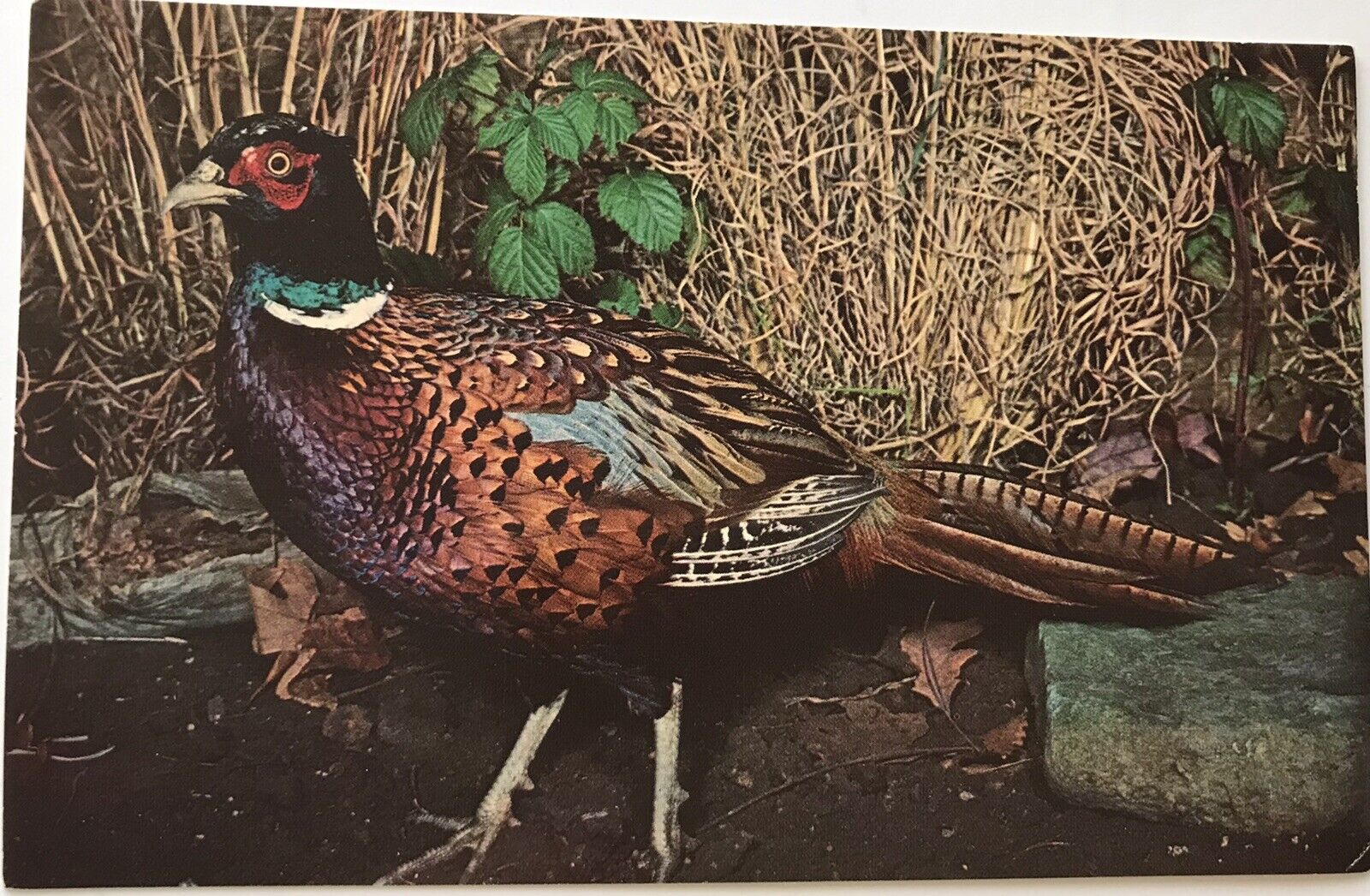 Ring-Necked Pheasant Postcard 155