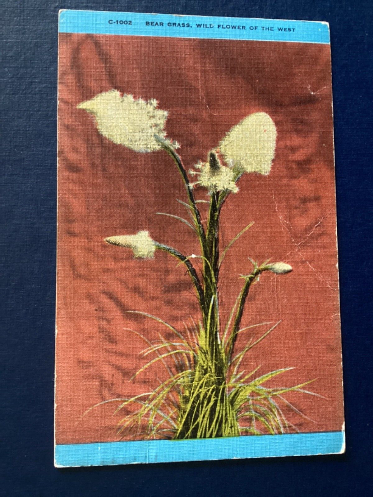 Postcard Linen Bear Grass Wild Flowers of the West Posted Montana to AB B99
