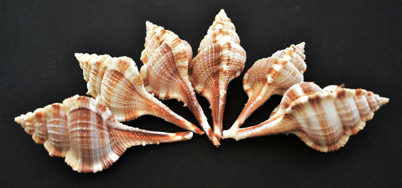 6 Beautiful Unique Murex Haustellum Shells 2.5