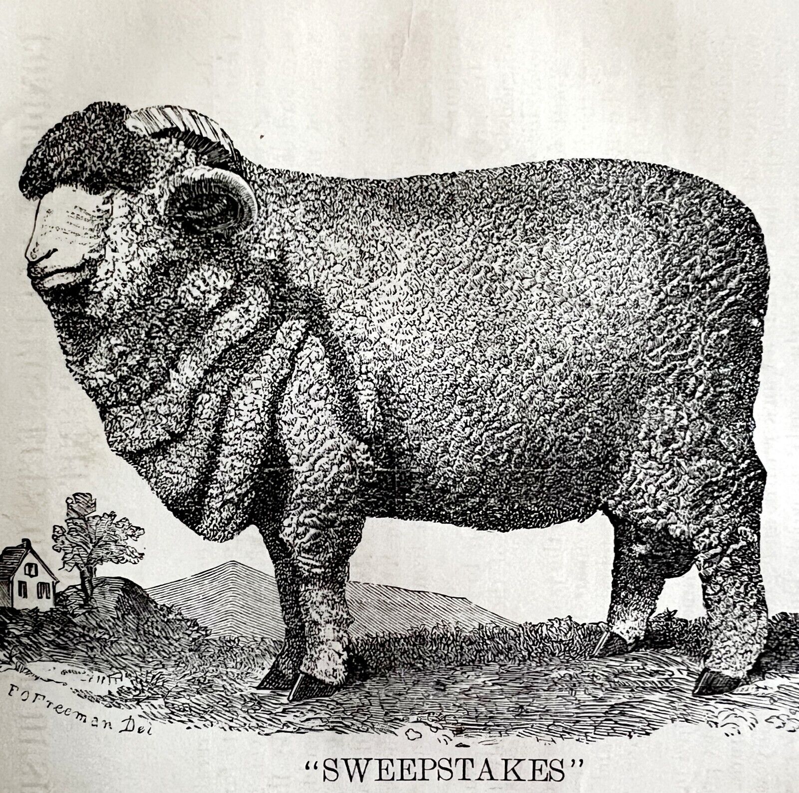 Sweepstakes Spanish Merino Ram 1863 Victorian Agriculture Animals Art DWZ4A