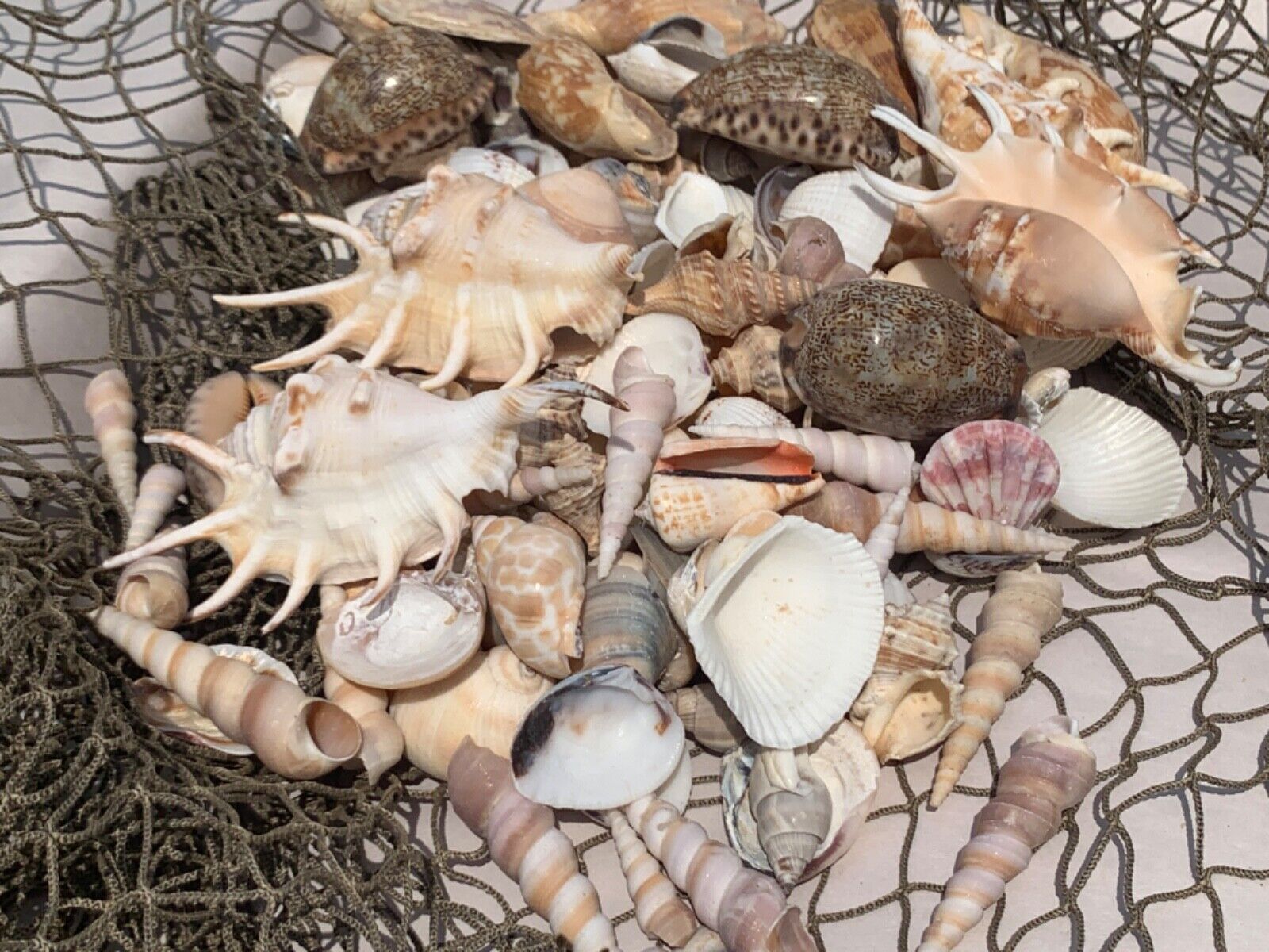 Large Beautiful Seashells Sea Shells Best Value & Price  US Seller