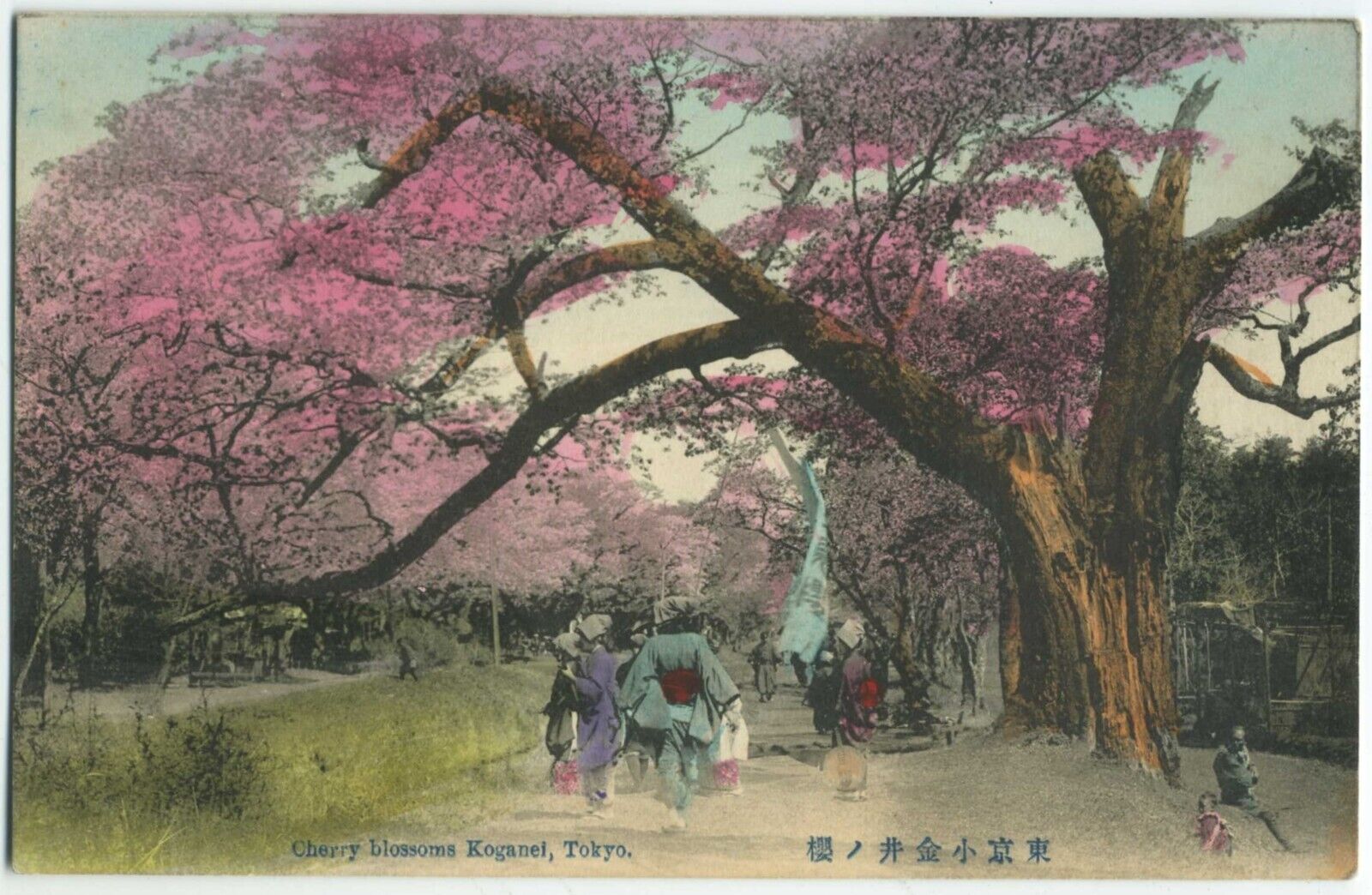 c.1910s Cherry Blossom Koganel Tokyo Japan Hand Colored FRIED MENDELSON Postcard