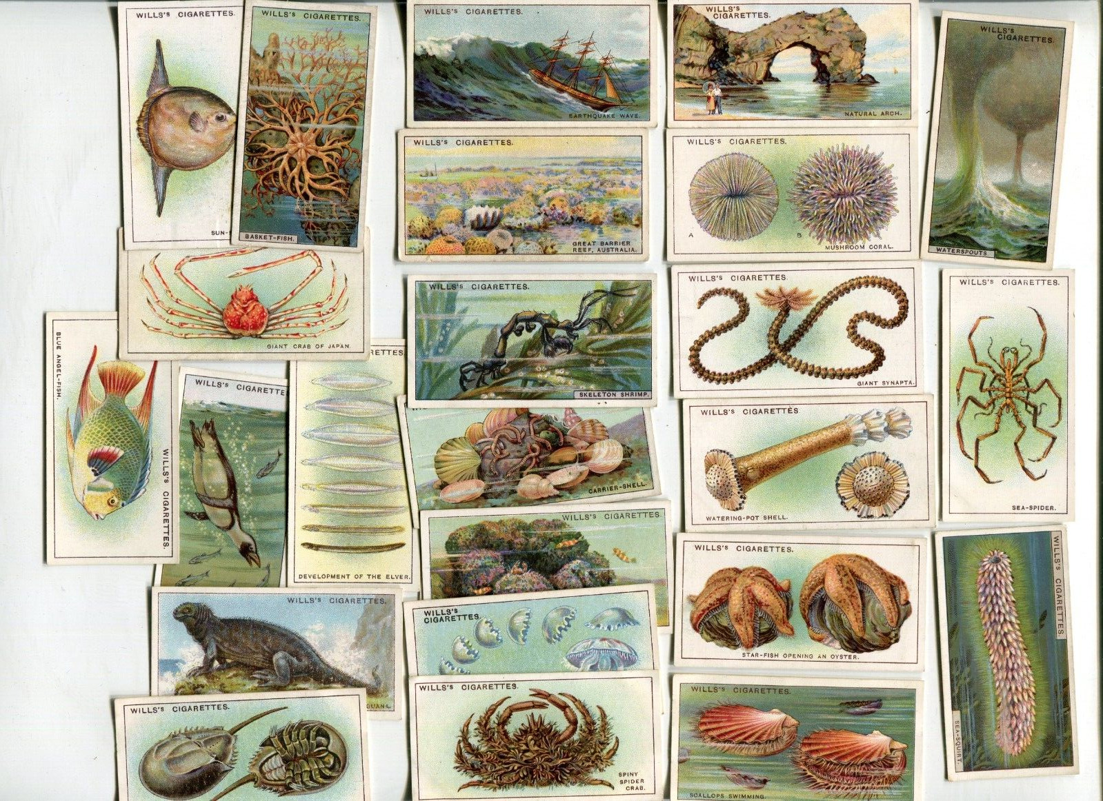 1928 W.D. & H.O. WILL'S CIGARETTES WONDERS OF THE SEA 25 DIFFERENT TOBACCO CARDS