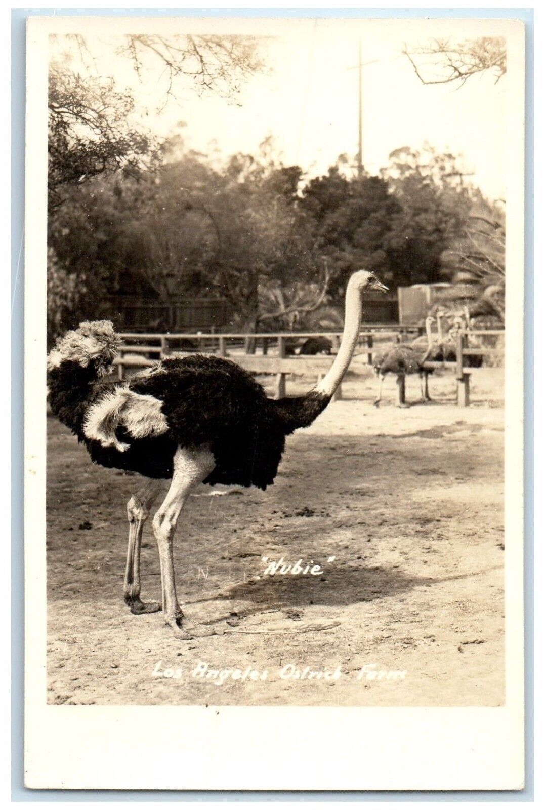 c1940's Los Angeles Ostrich Farm Nubie RPPC Photo Animals Vintage Postcard