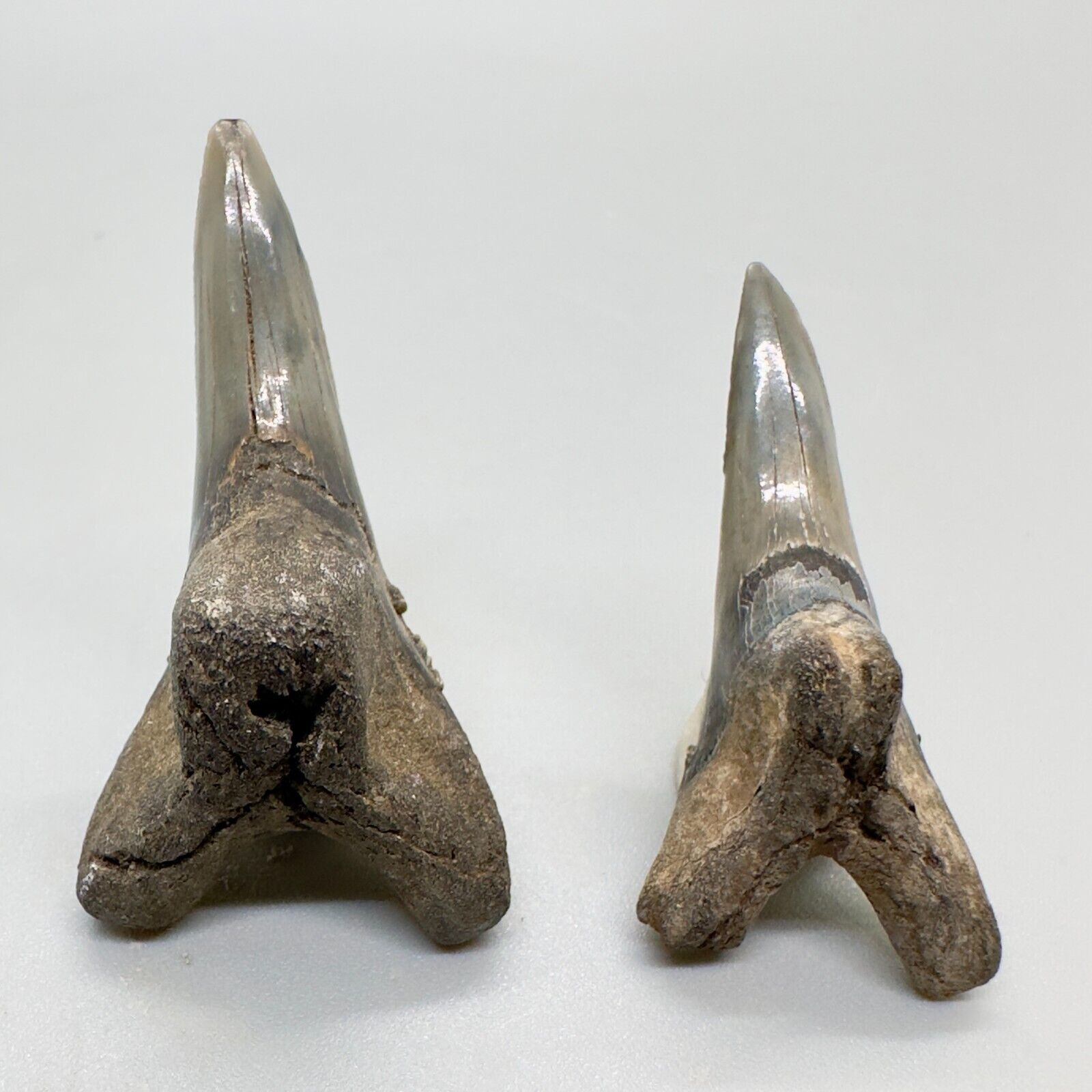 Pair of Nice Large Lower Fossil EXTINCT SNAGGLETOOTH Shark Teeth - USA