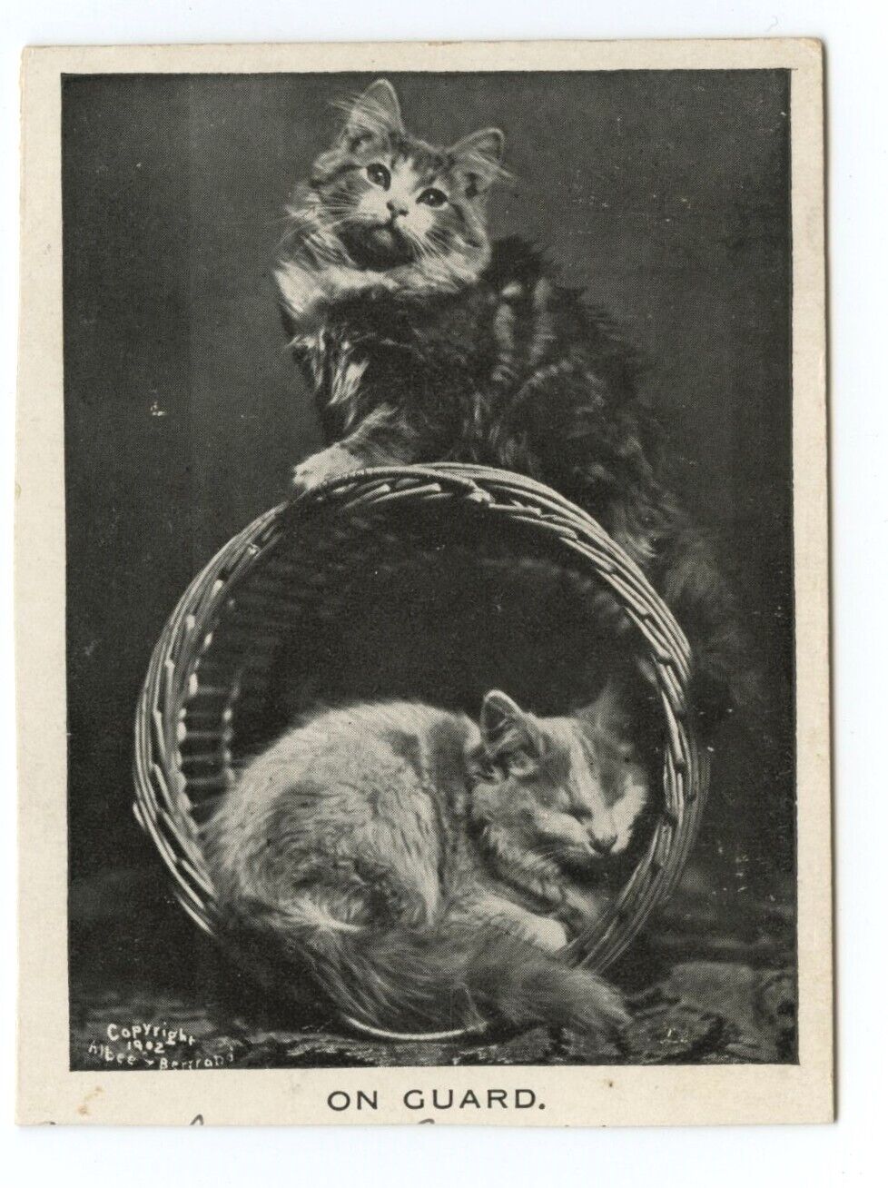 Cute Cat / Kitten Vintage Greeting Card