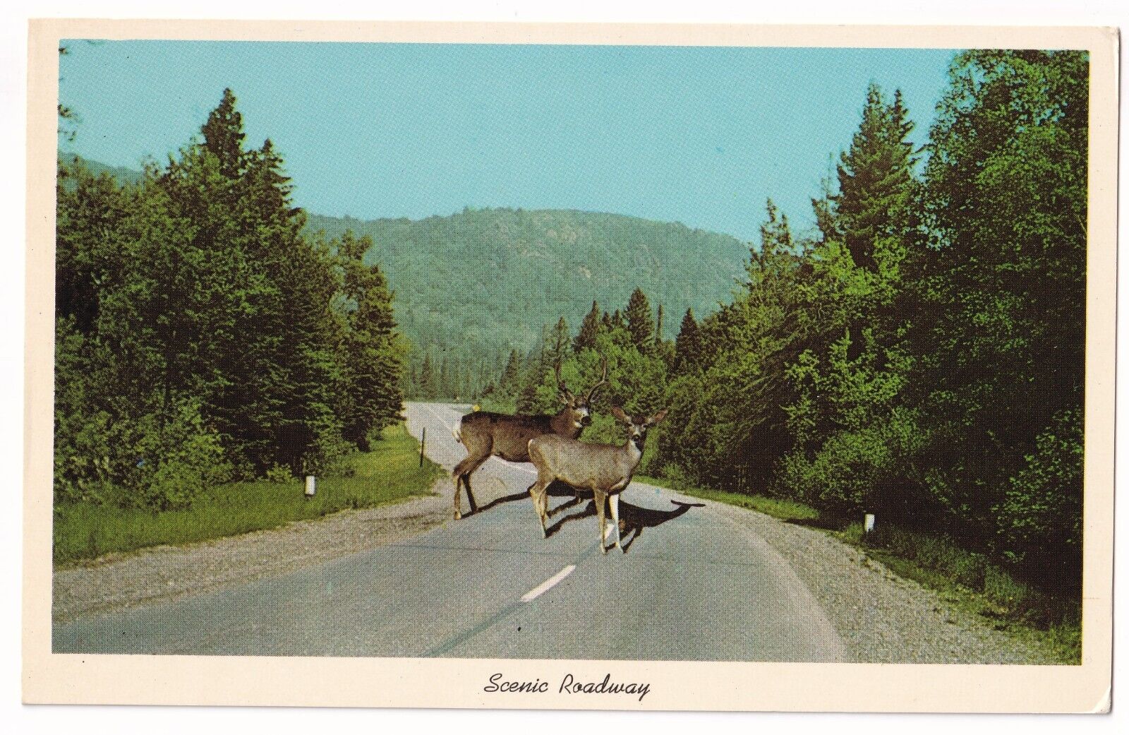 Post Card Scenic Roadway