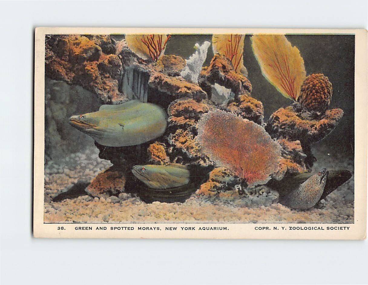 Postcard Green Moray & Spotted Moray New York Aquarium New York USA