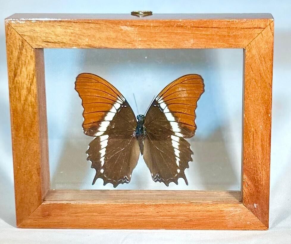 Real Butterfly in cedar frame double glass A+ grade specimen