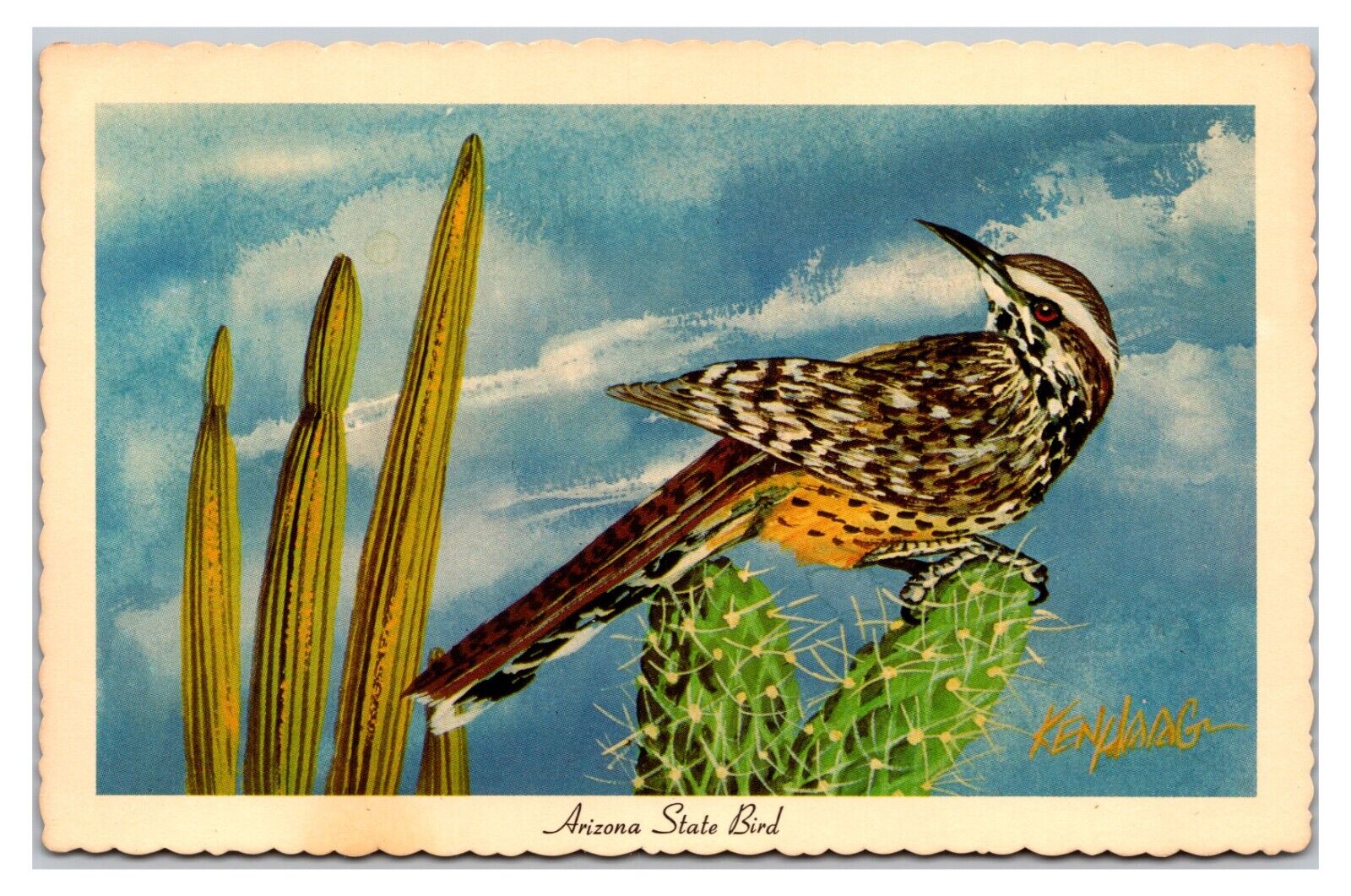 Vintage 1960s - Cactus Wren Arizona State Bird - Arizona Postcard (UnPosted)