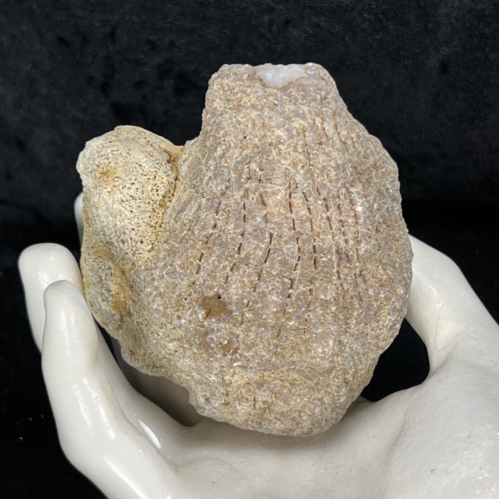 3” Unique Unopened Geode Rattler Fossil Crystal Quartz Break Your Own Geodized