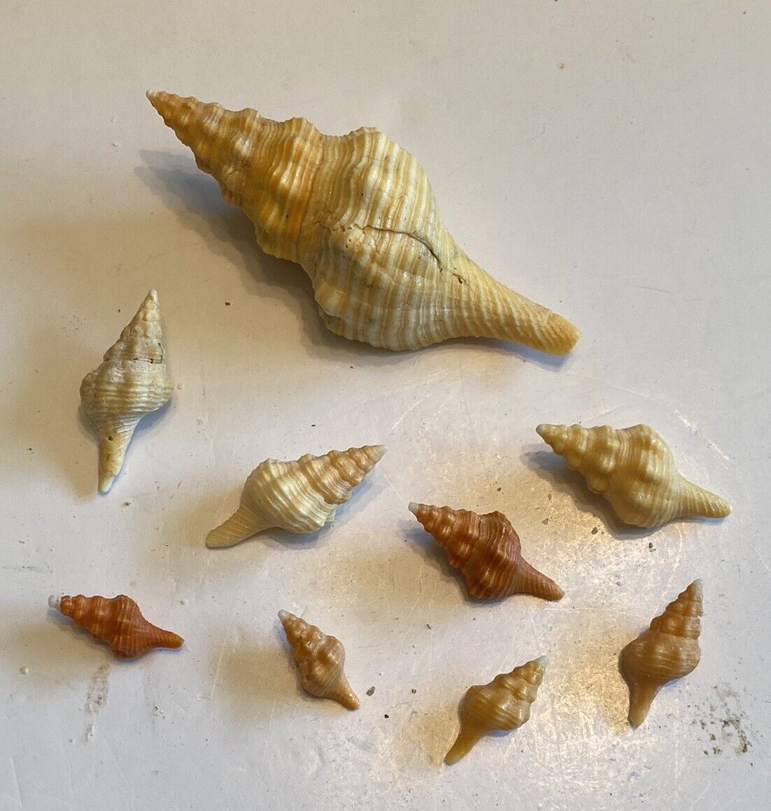 9 Beautiful Horse Conch Shells From SW Florida