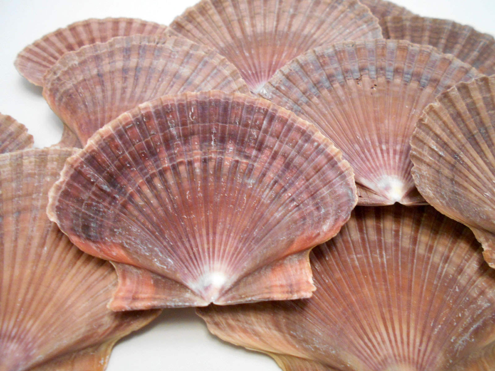 12 Mexican Flat Scallop Shells Seashells Large 3\