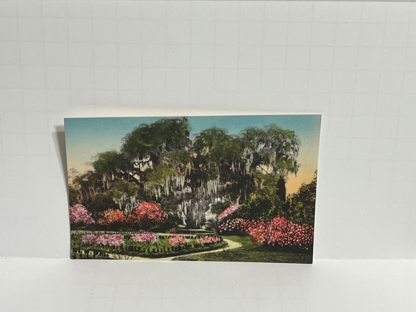 Postcard The Great Oak Middleton Place Garden Charleston SC A32