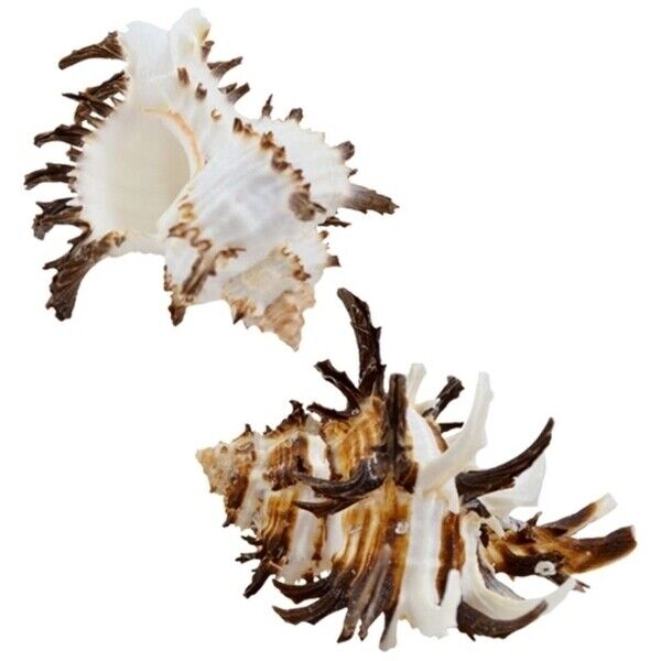 3 Murex Endiva Long Spine Craft Shells Nautical Beach Decor 3-4\