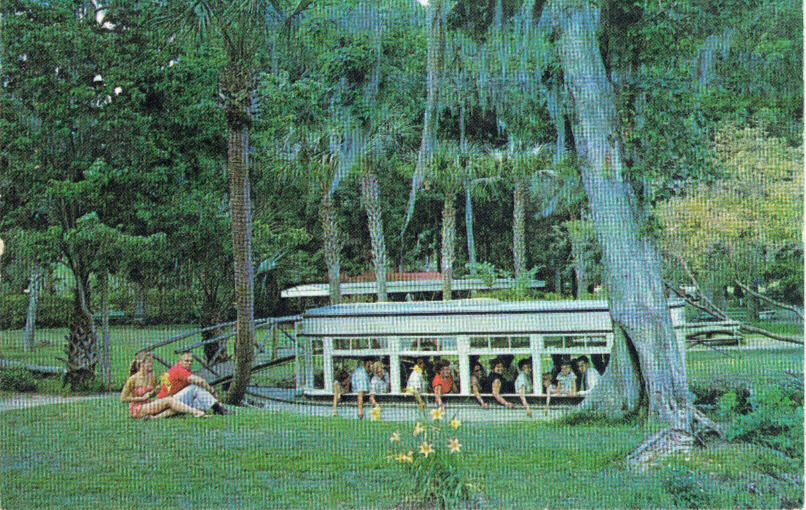 Florida\'s Silver Springs-Gainesville-1964 Postcard-Glass Bottomed Boat