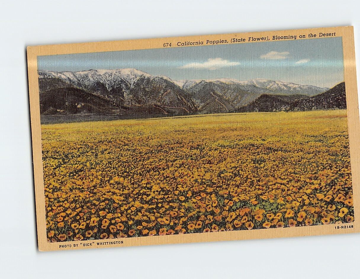 Postcard California Poppies Blooming on the Dessert California USA