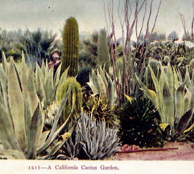 Vintage Postcard Undivided Back California Desert Cactus Garden Plants Trees CA