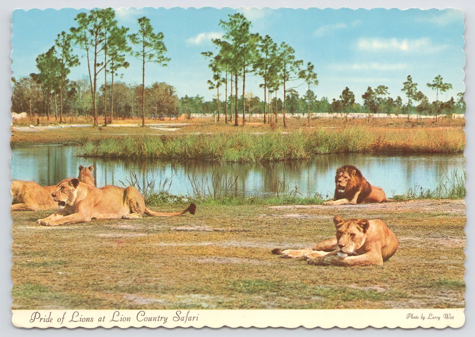 West Palm Beach FL~Pride Of Lions Near Water @ Country Safari~Continental PC