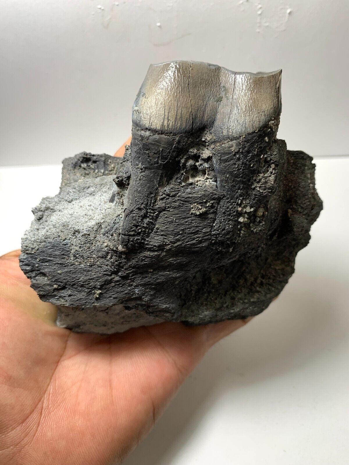 Aceratherium fossil jaw - tooth Extinct Rare Beautiful Amazing genuine