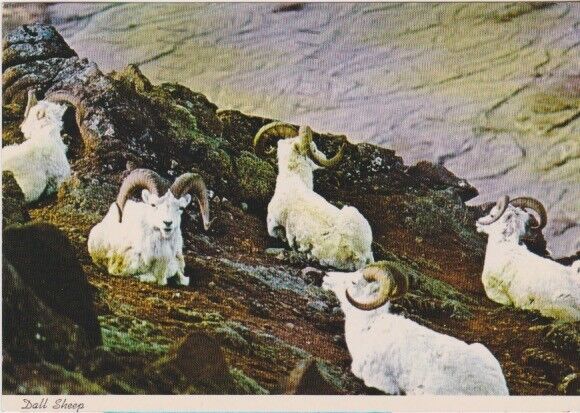 Alaskan Dall Sheep