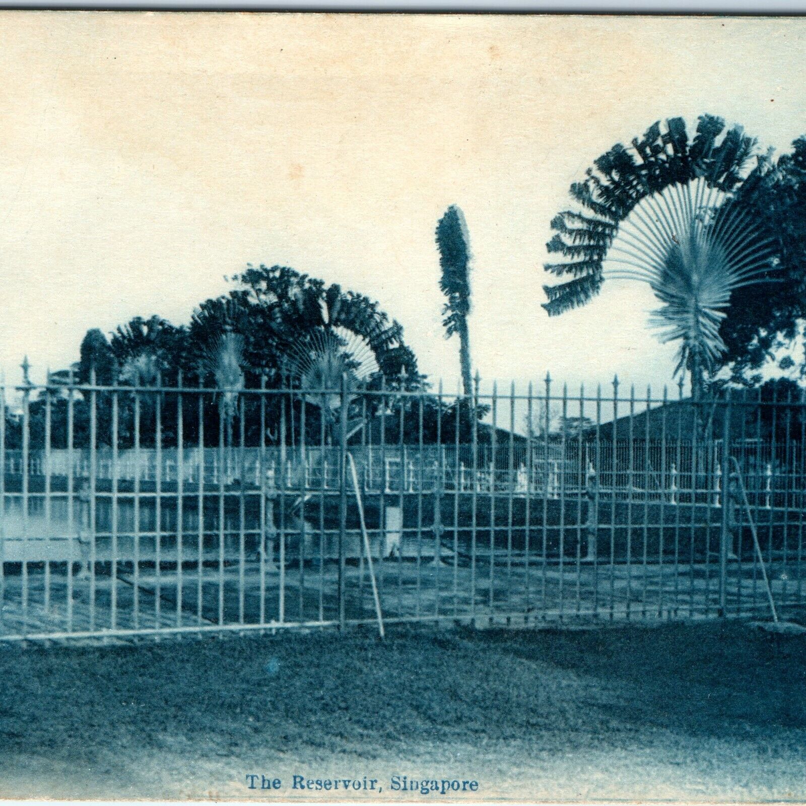c1910s Singapore Reservoir Cyanotype Litho Photo Postcard Palm Tree Fence A51