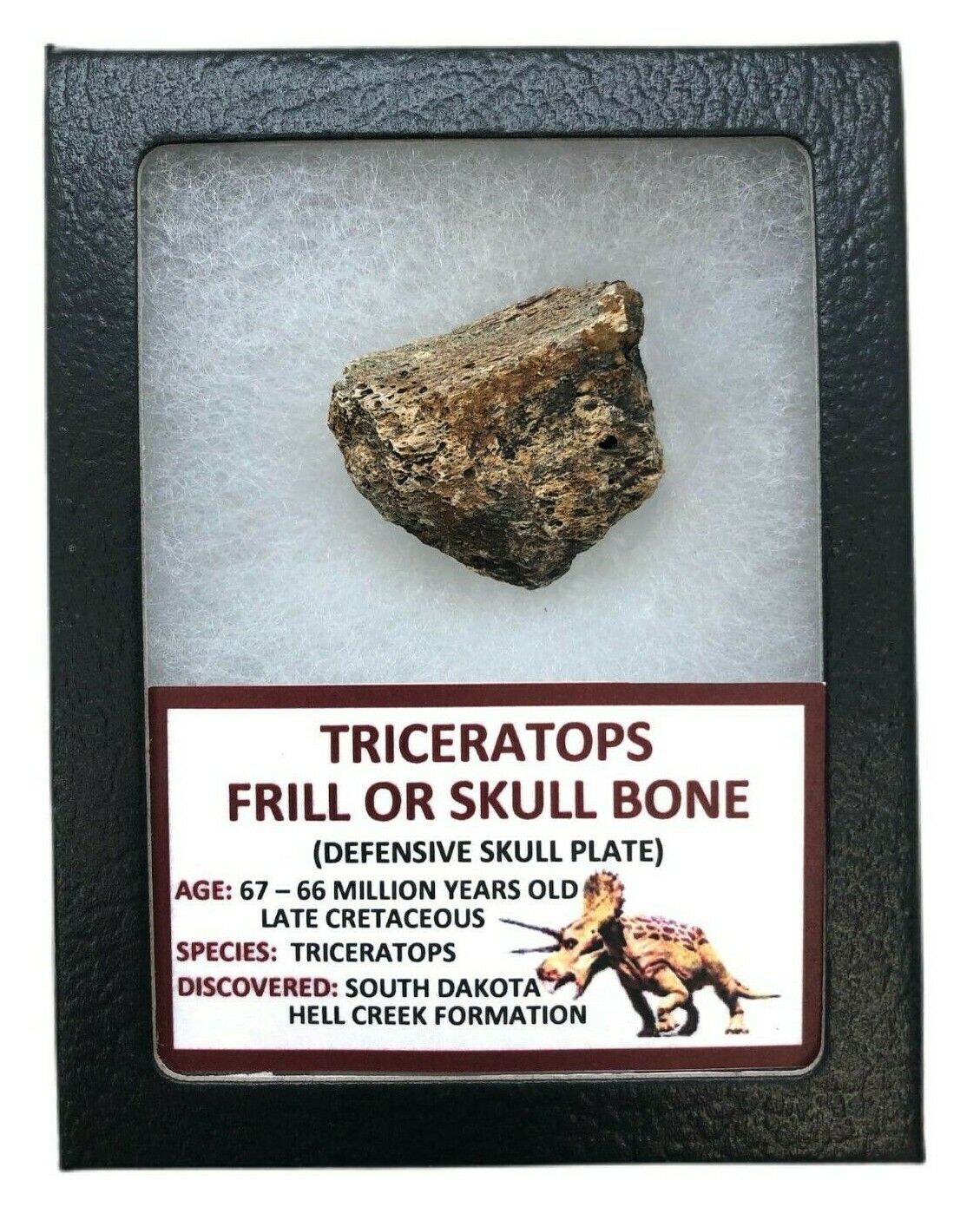 Ancient Triceratops Frill or Skull Bone - 67/66 MYO - Hell Creek - FRILL20