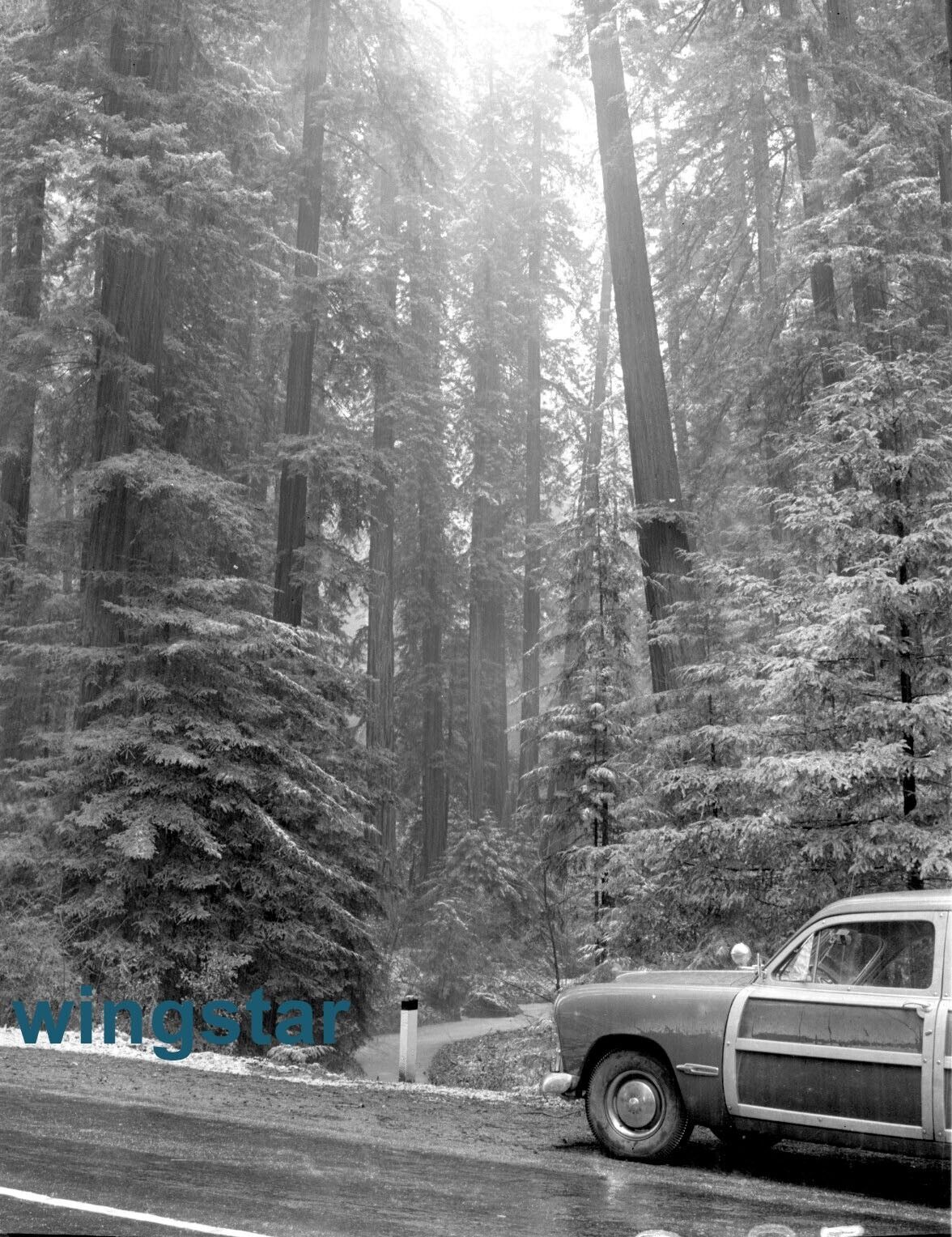 Old Photo 49 Ford Woody Woodie Station Wagon Car in the Woods Vintage NEGATIVE