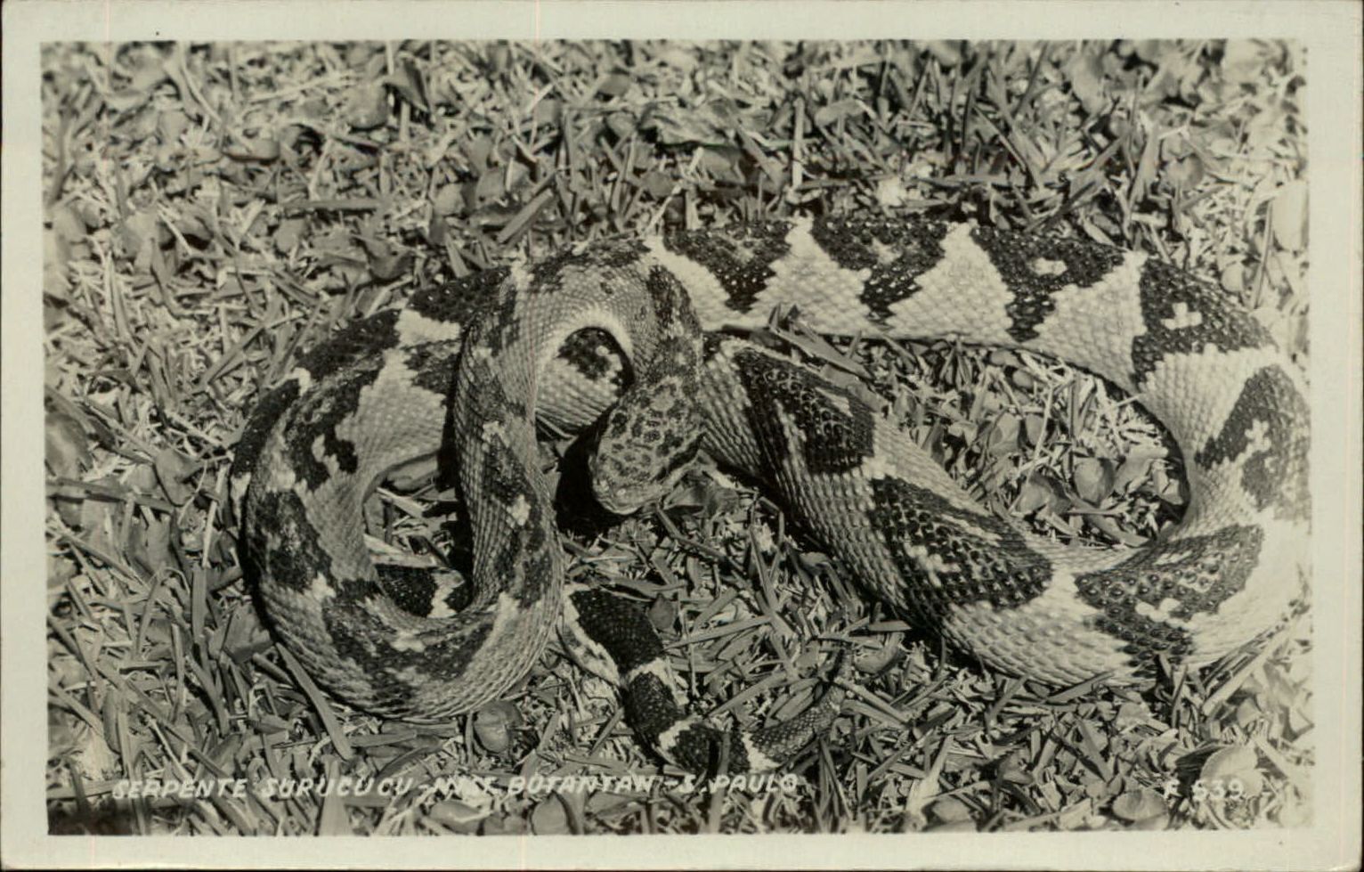 RPPC Brazil Sao Paulo ~ rattlesnake ~ real photo postcard sku539