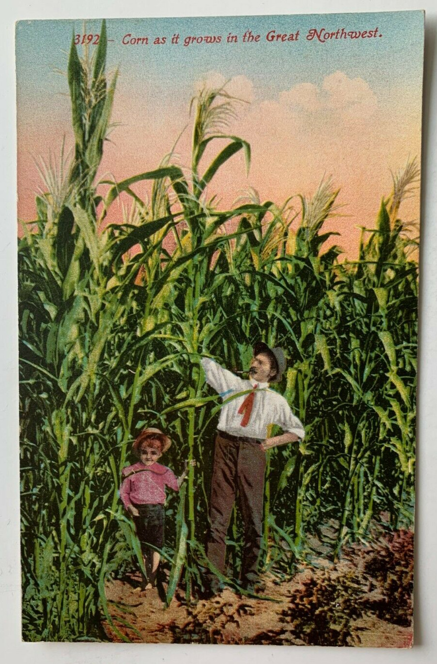 ca 1910s Postcard Corn as it Grows in the Great Northwest farmer boy agriculture