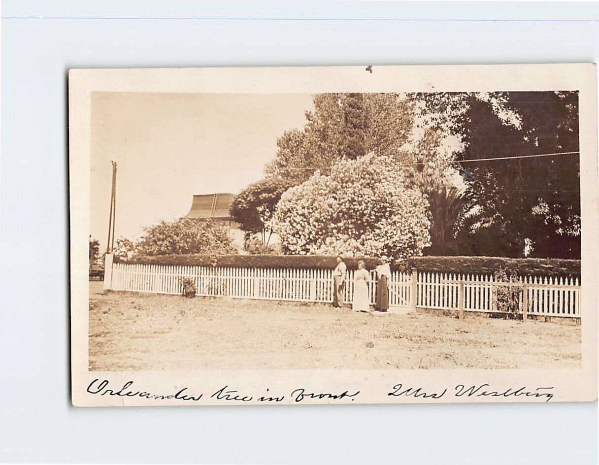 Postcard Oleander tree in front