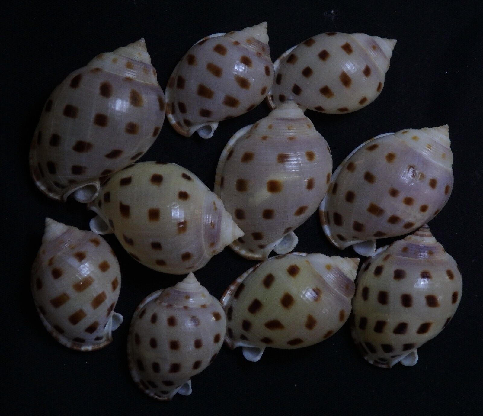 edspal shells - Semicassis bisulcata booleyi    37mm - 50mm F+++, set of 10pcs
