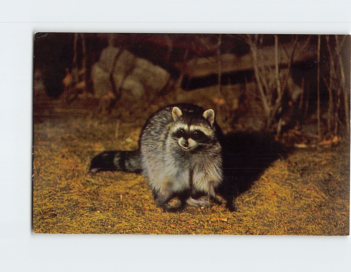 Postcard Raccoon, Yosemite National Park, California