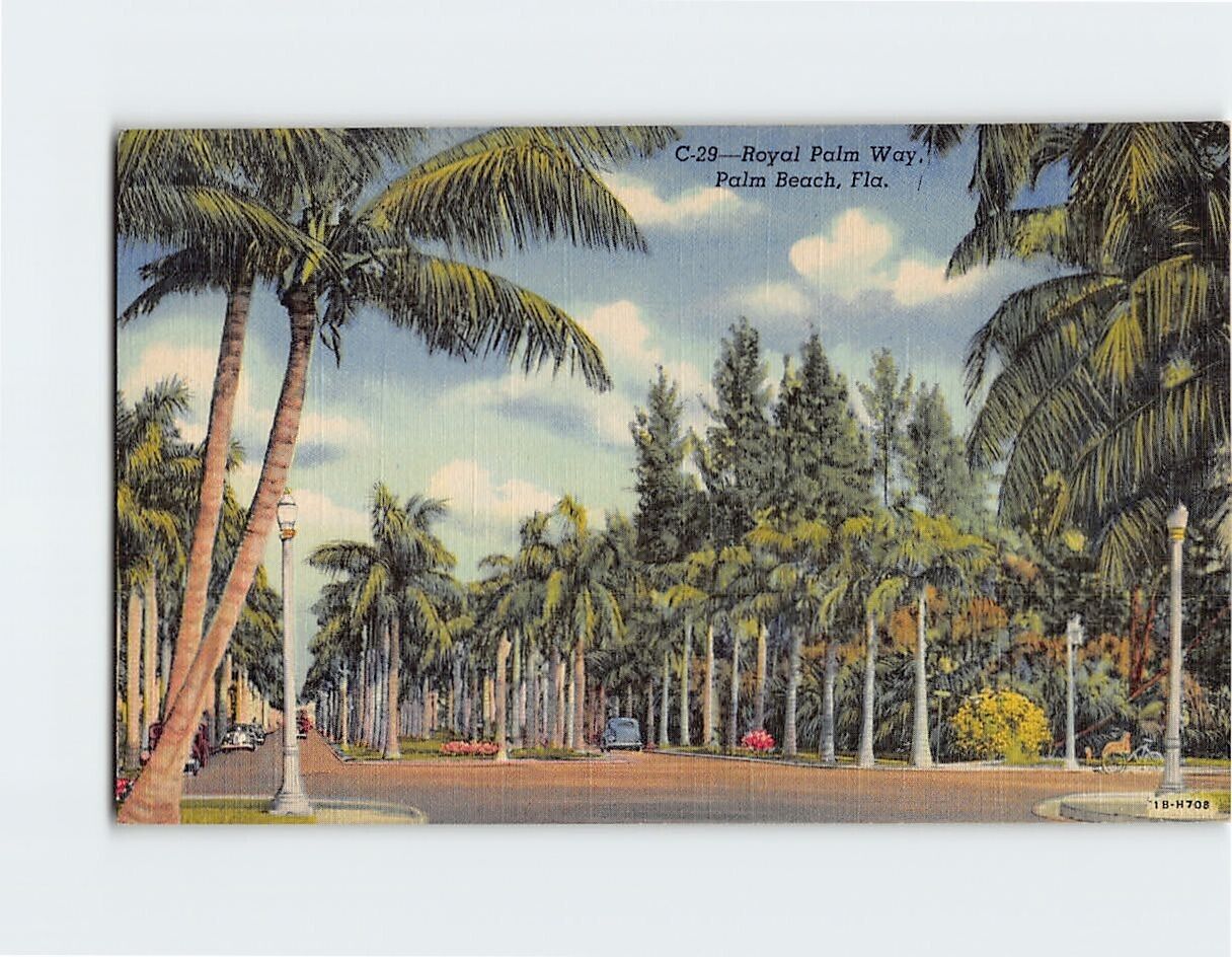 Postcard Royal Palm Way Palm Beach Florida USA