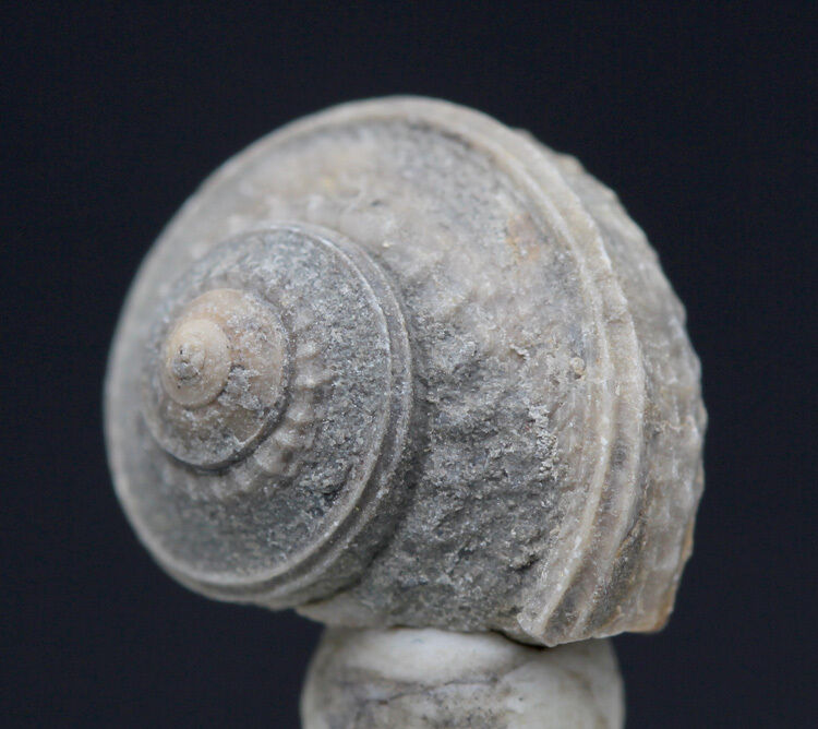Fossil Snail Sea Shell Gastropod Specimen TEXAS w/ Display Case & ID Card
