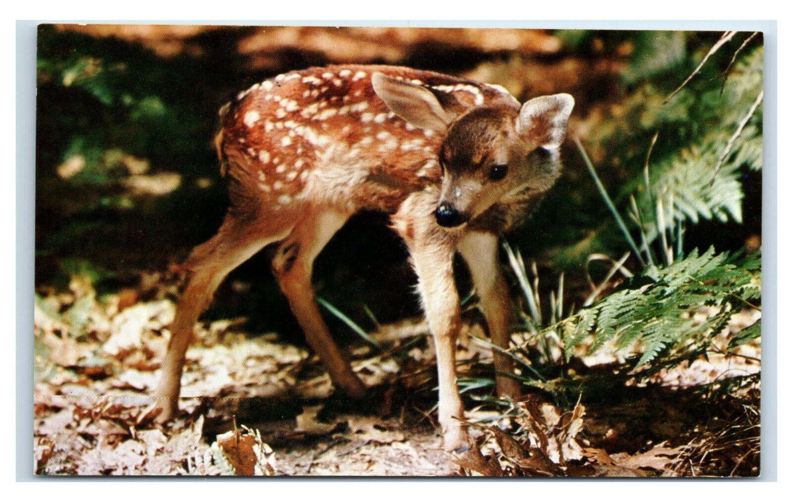 Postcard Young Fawn (deer) in brush L26